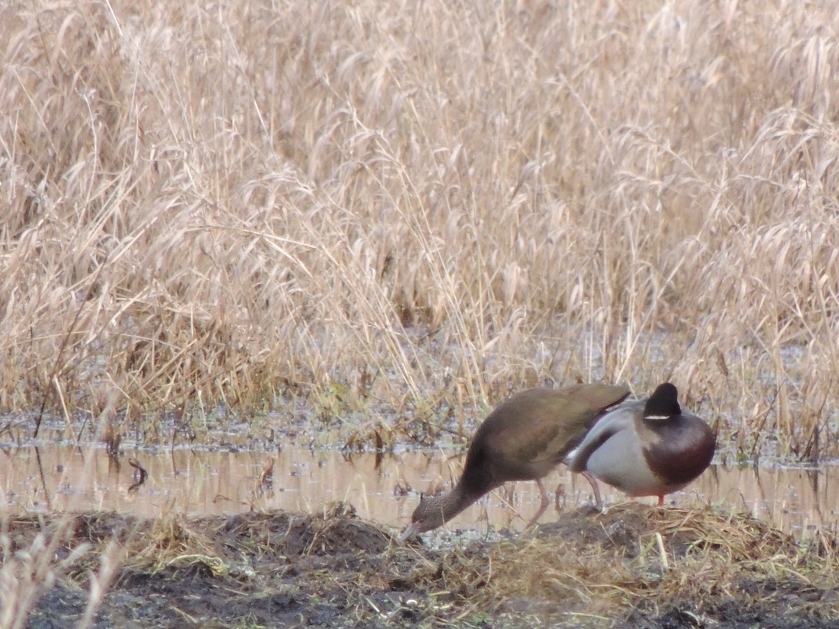 White-faced Ibis - ML304582771