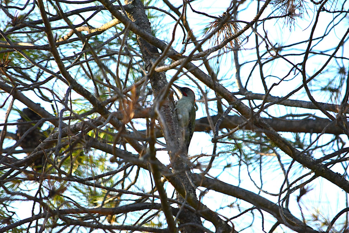 Iberian Green Woodpecker - ML304583041