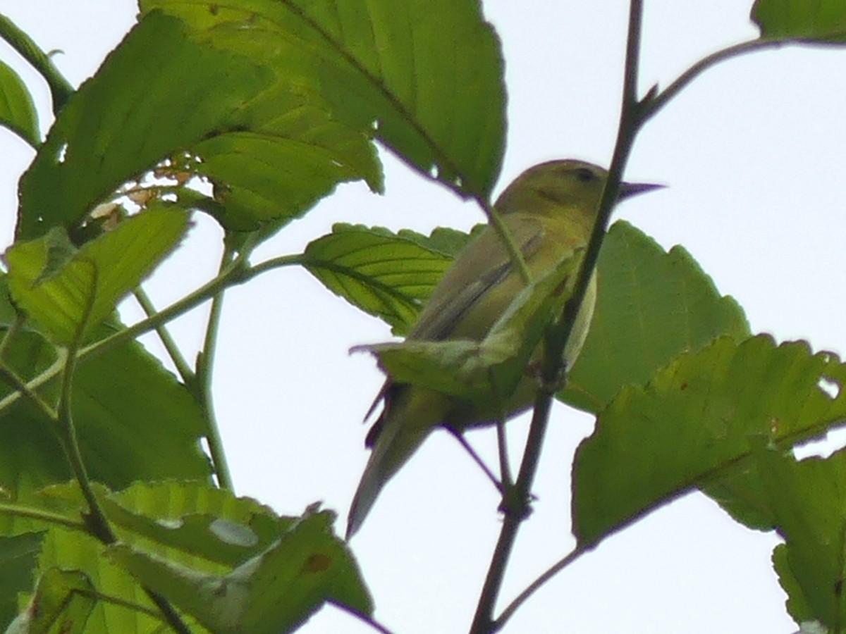 Orange-crowned Warbler - ML30458511