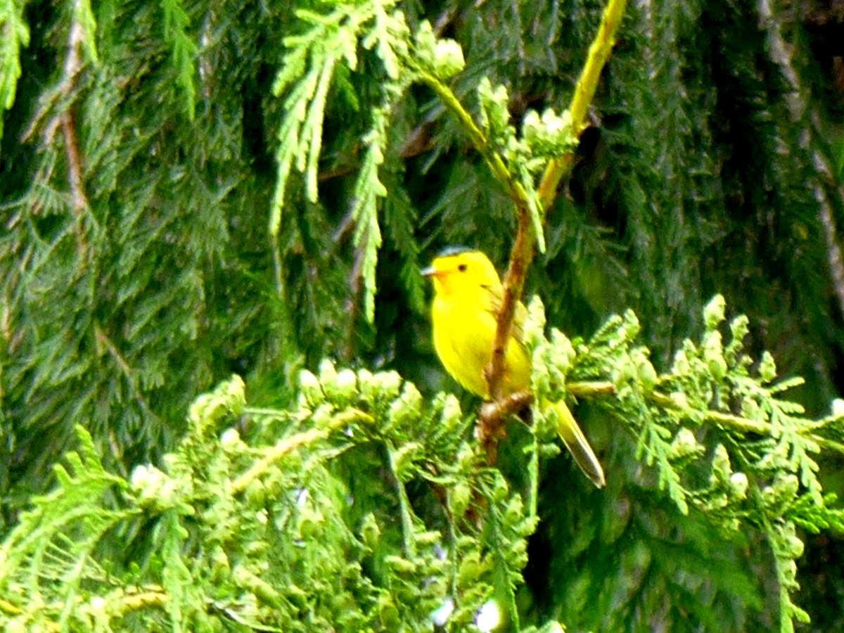 Wilson's Warbler - ML30458561