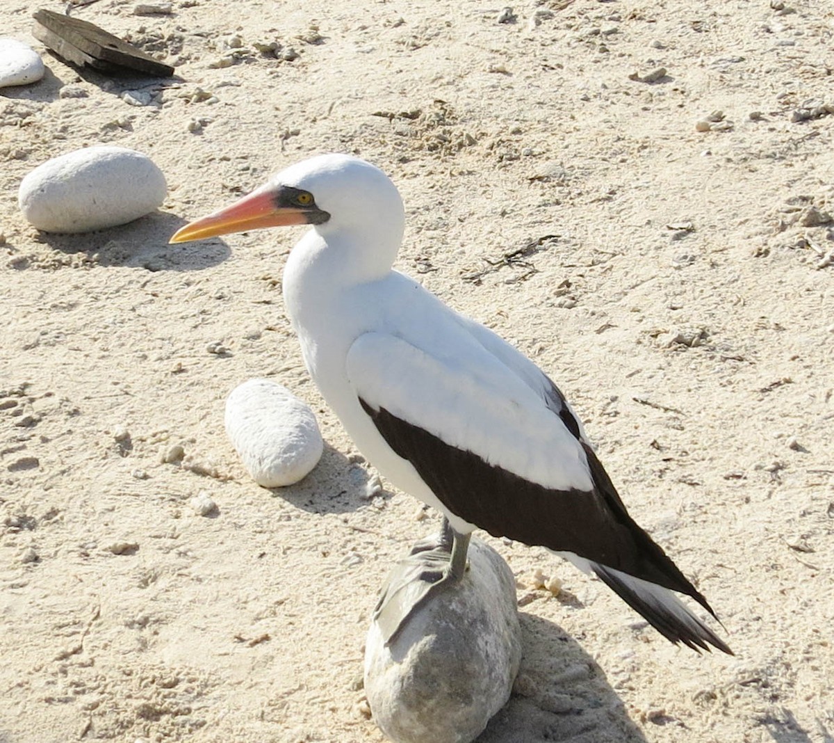 Nazca Booby - ML304586191