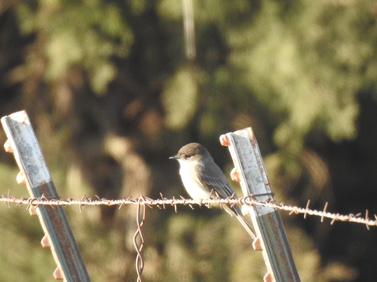 Eastern Phoebe - ML304586461