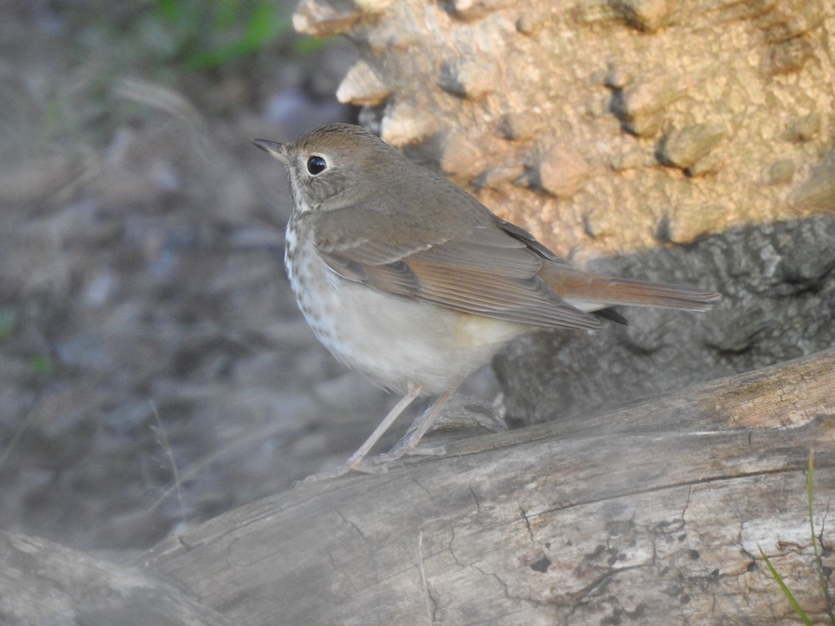 Hermit Thrush - ML304586731