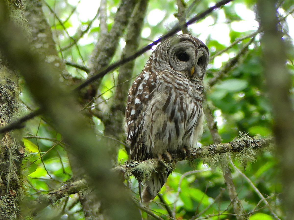 Barred Owl - ML30458681