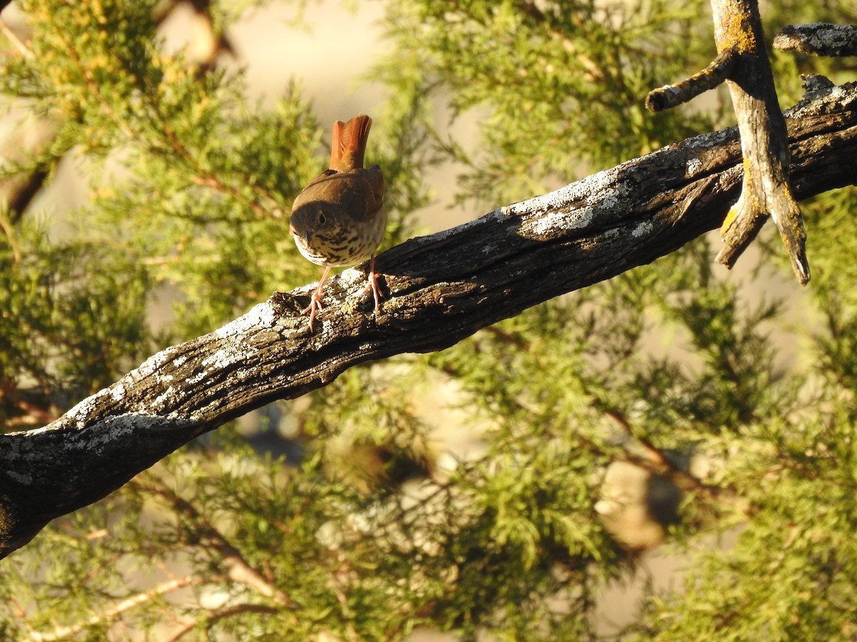 Hermit Thrush - Ann Word