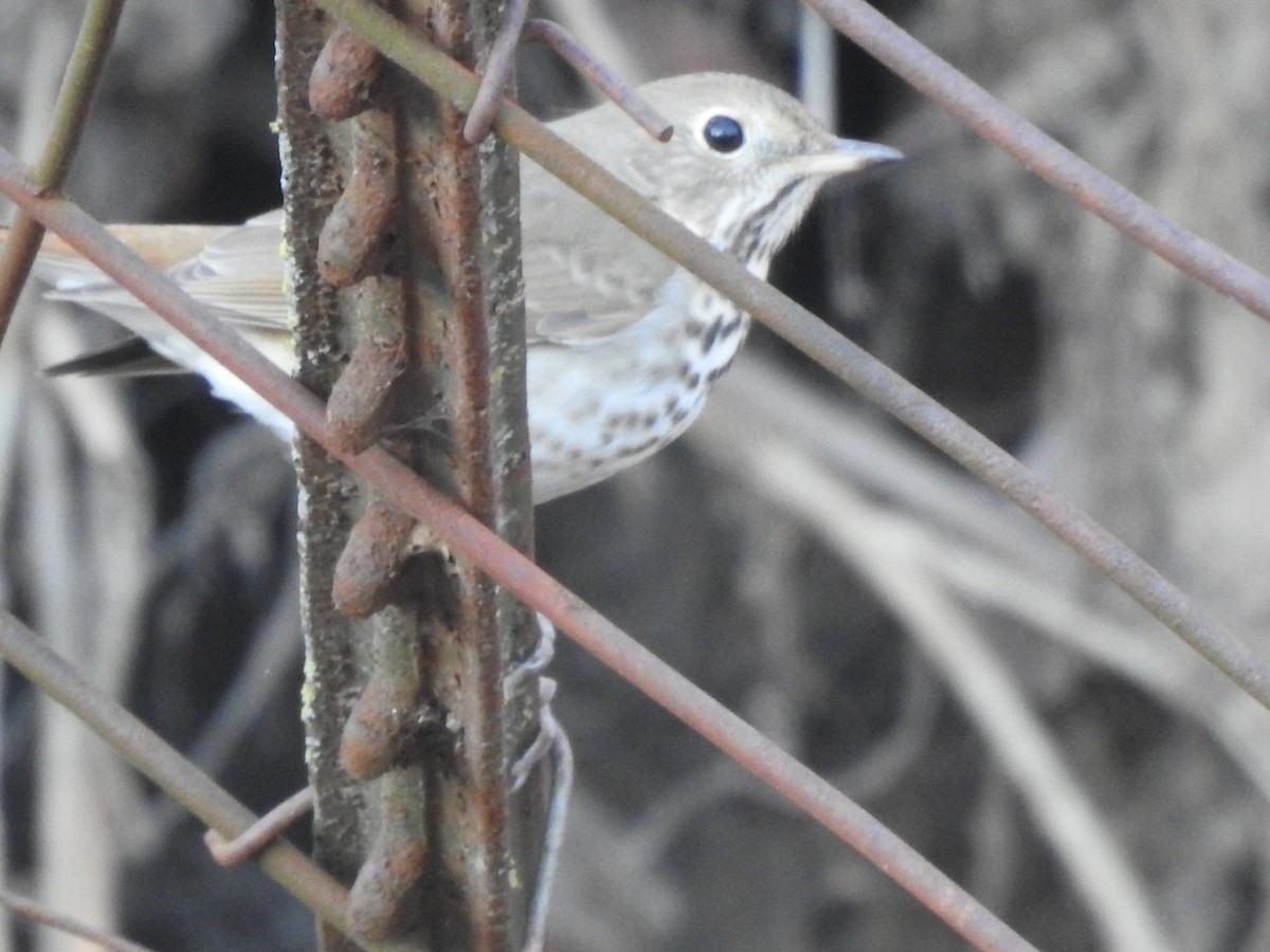 Hermit Thrush - ML304587031