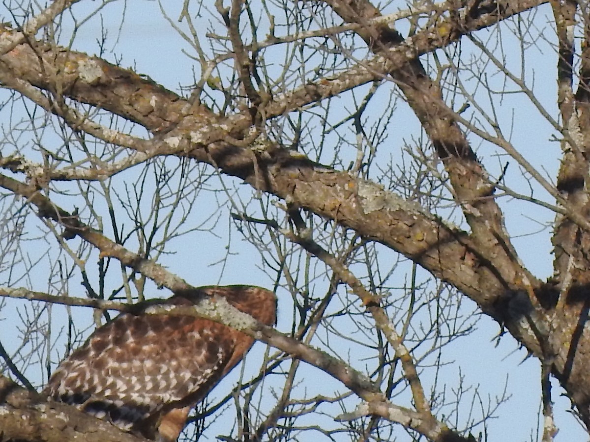 Red-shouldered Hawk - ML304587151