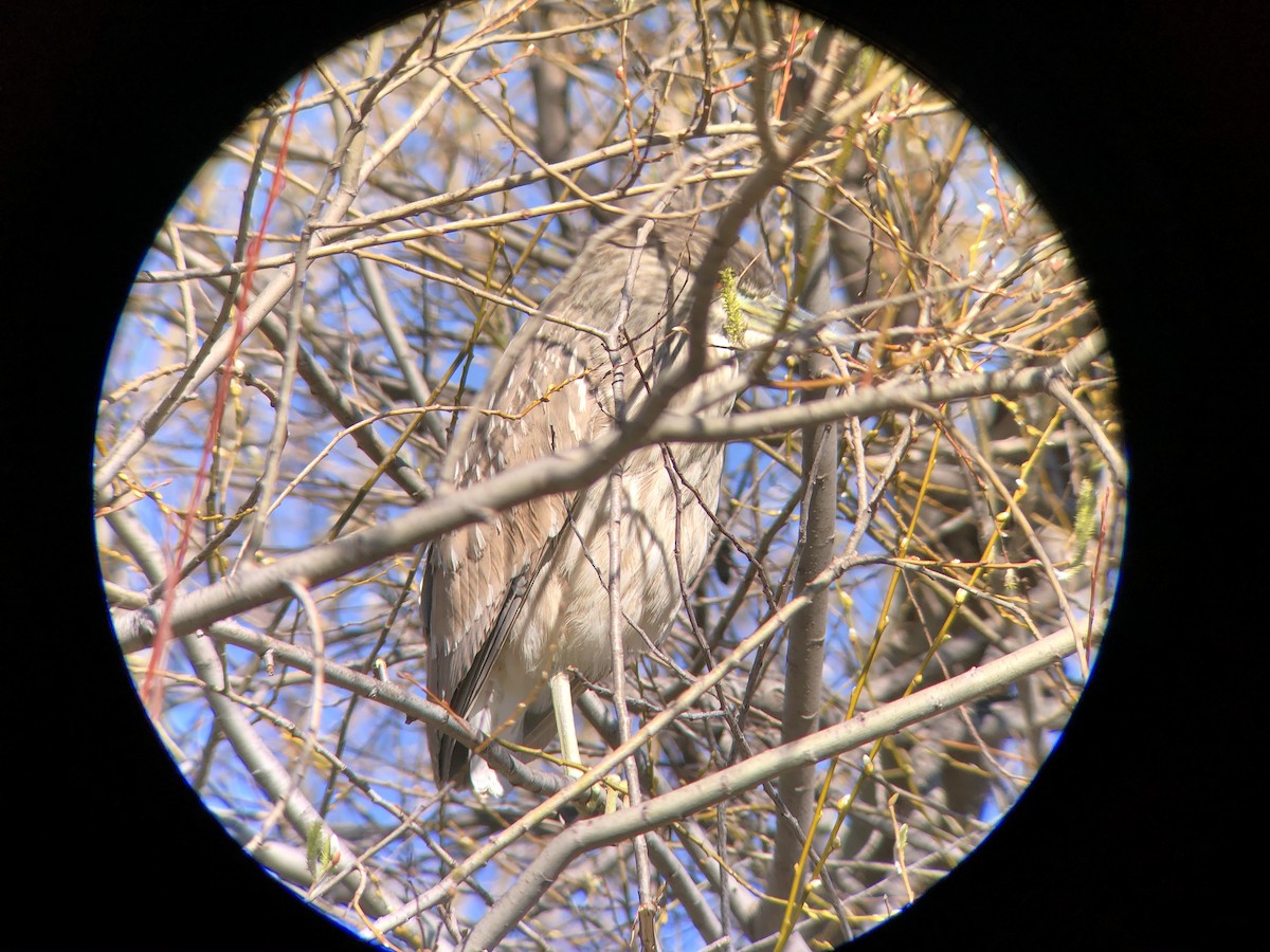 Black-crowned Night Heron - ML304587331