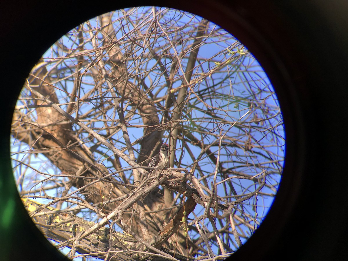 Nuttall's Woodpecker - ML304587351