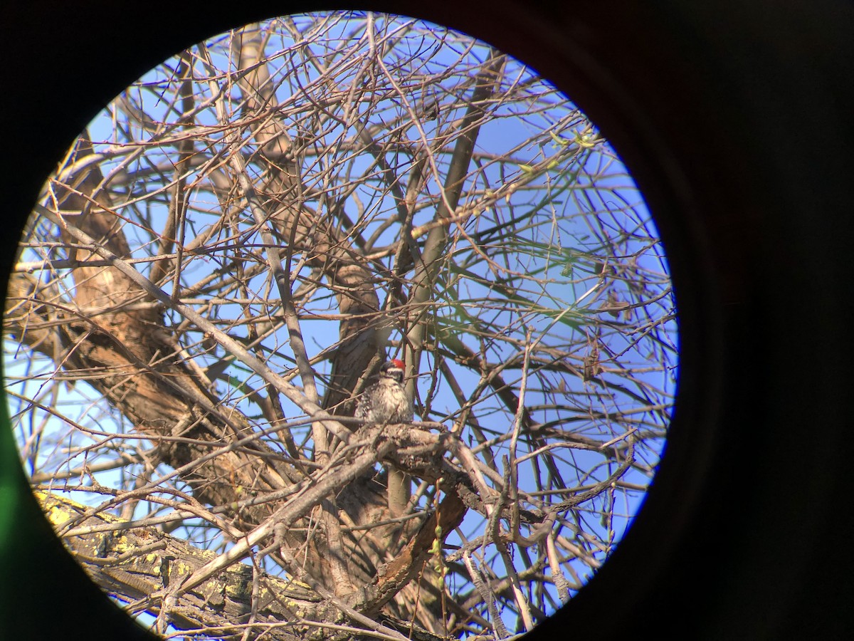 Nuttall's Woodpecker - ML304587371