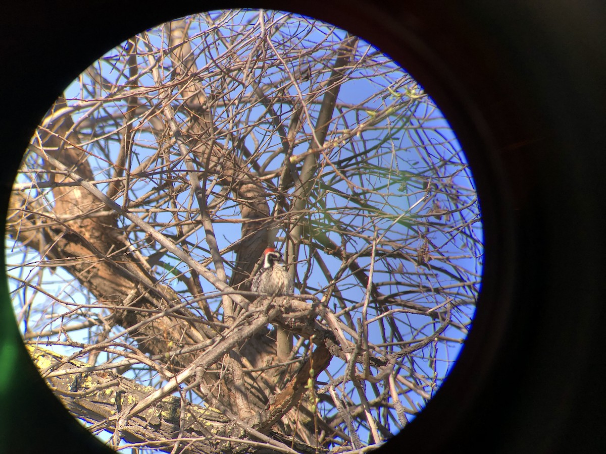 Nuttall's Woodpecker - ML304587391