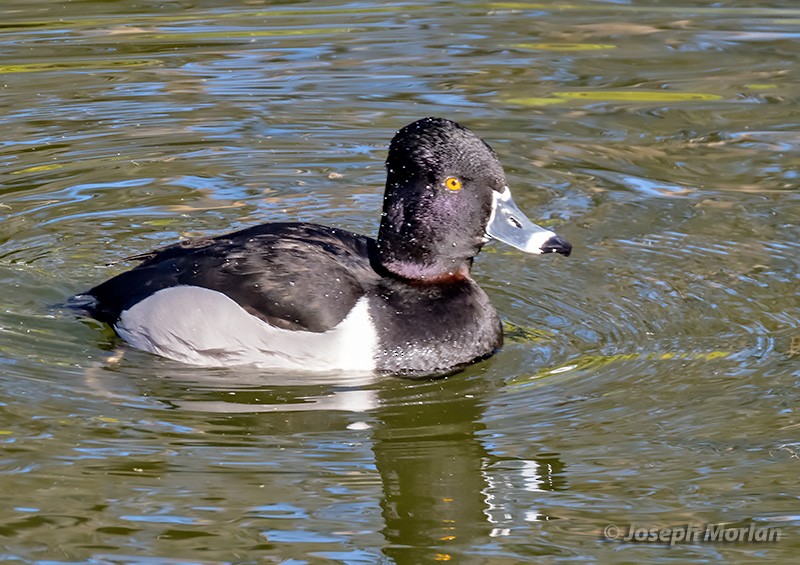 Ring-necked Duck - Joseph Morlan