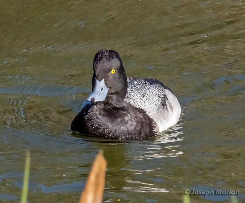 Lesser Scaup - ML304588541