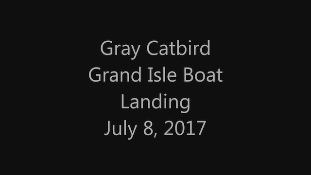 Gray Catbird - ML304589391