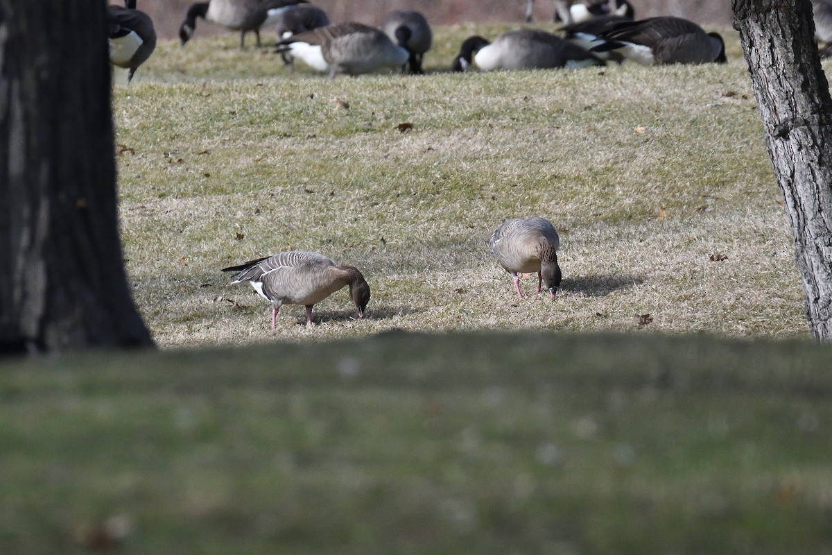 Pink-footed Goose - ML304589641