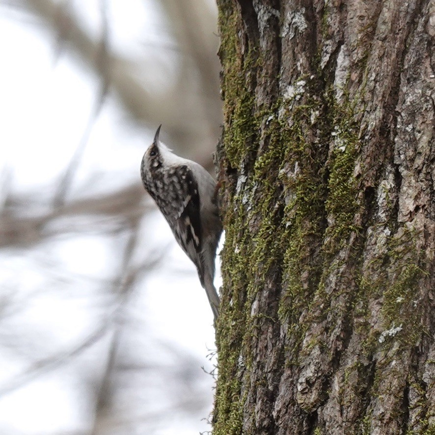 Brown Creeper - ML304590351