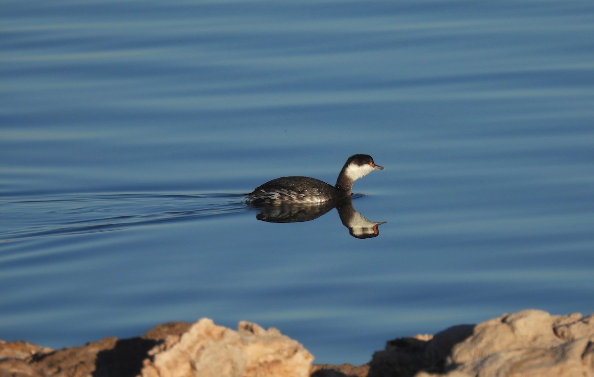 Horned Grebe - Bob Nieman