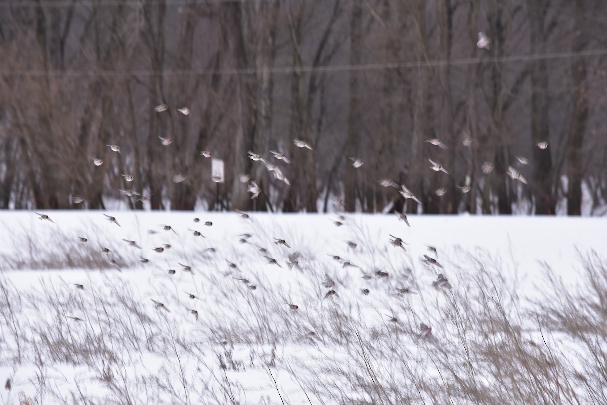 Common Redpoll - Lisa Blazure