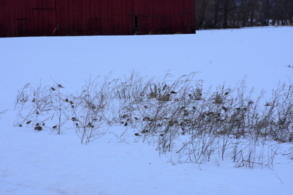 Common Redpoll - Lisa Blazure