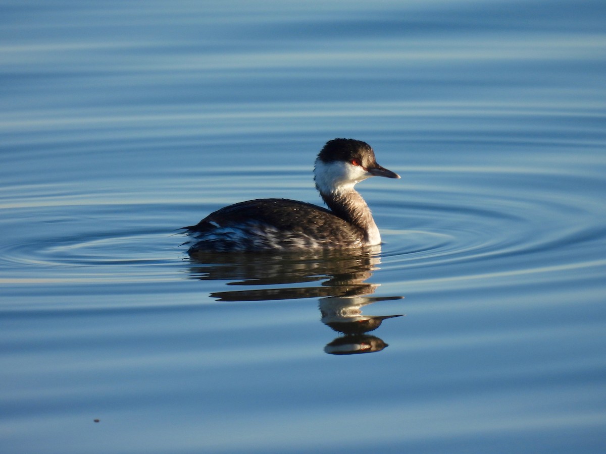 Horned Grebe - Bob Nieman