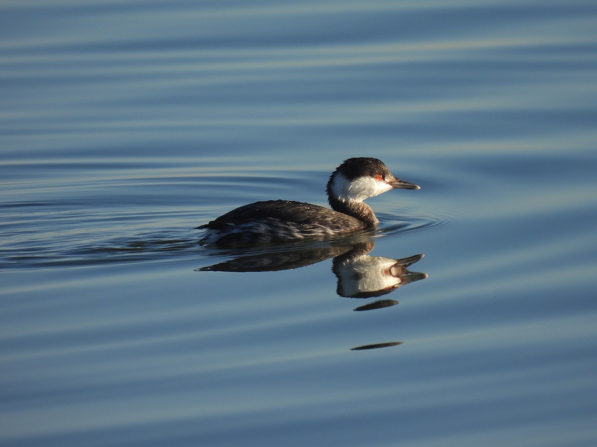 Horned Grebe - Bob Nieman