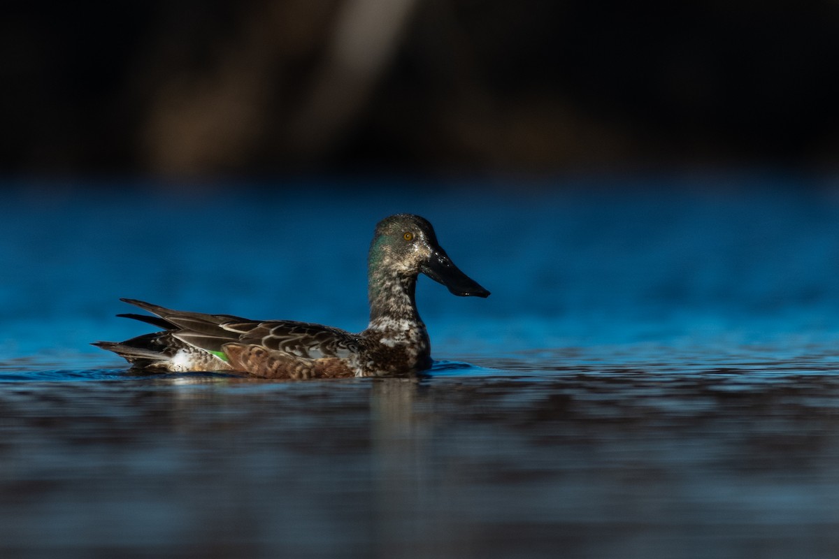 Northern Shoveler - ML304593481