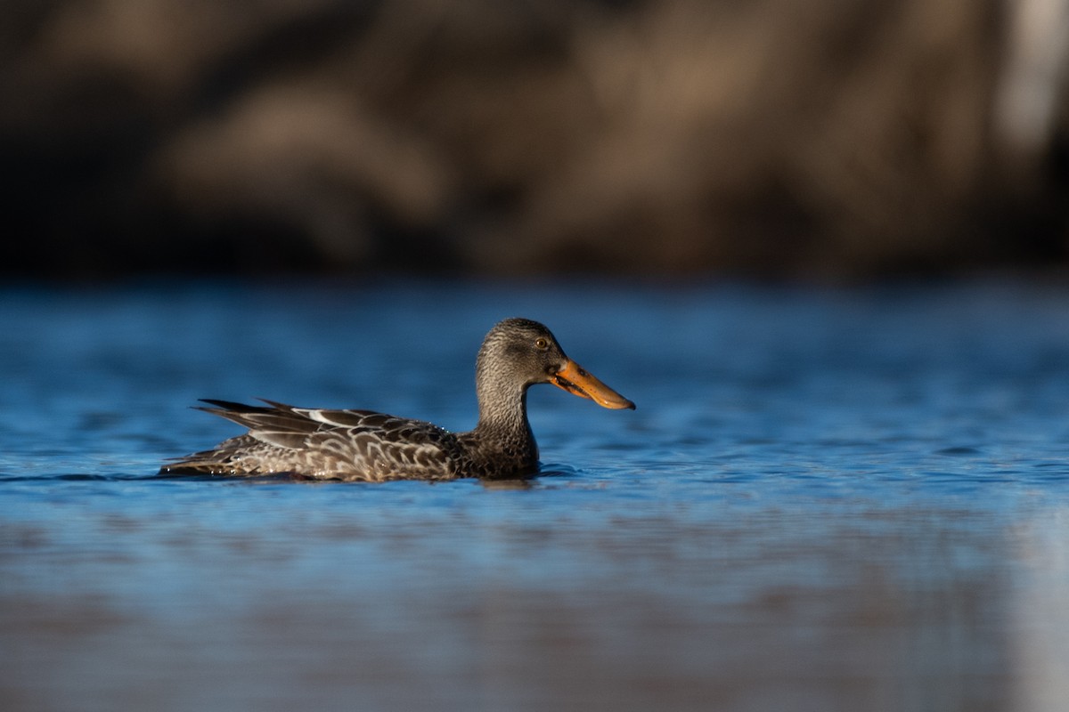 Northern Shoveler - Steven McGrath