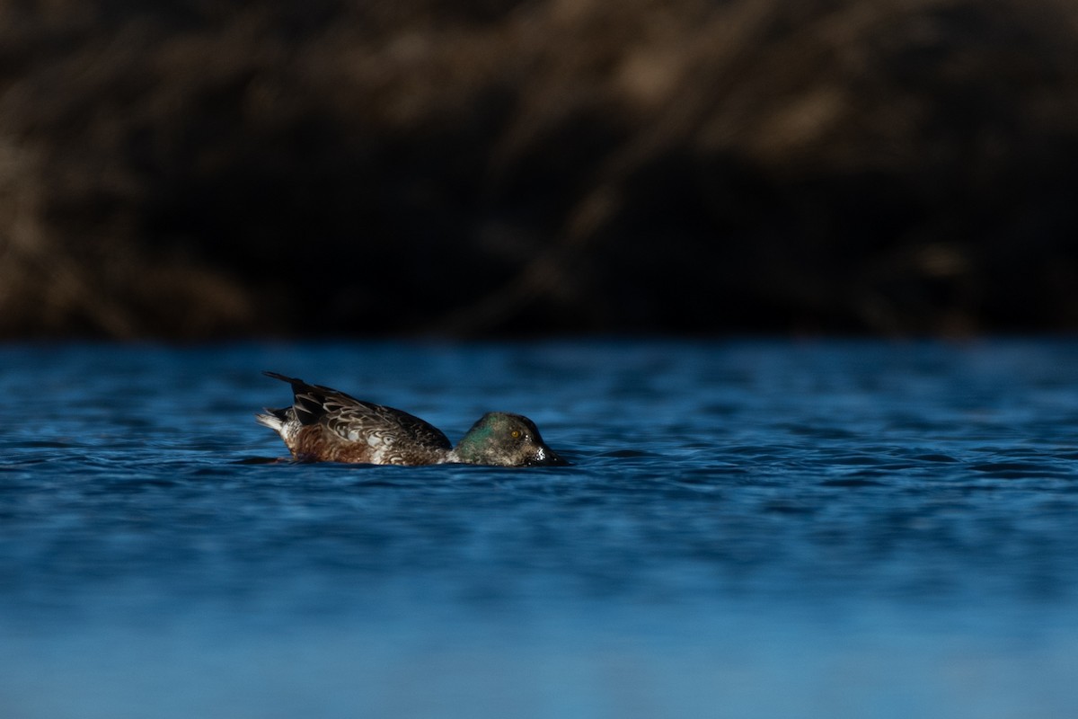 Northern Shoveler - ML304593501