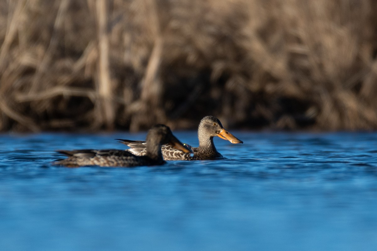 Northern Shoveler - ML304593531