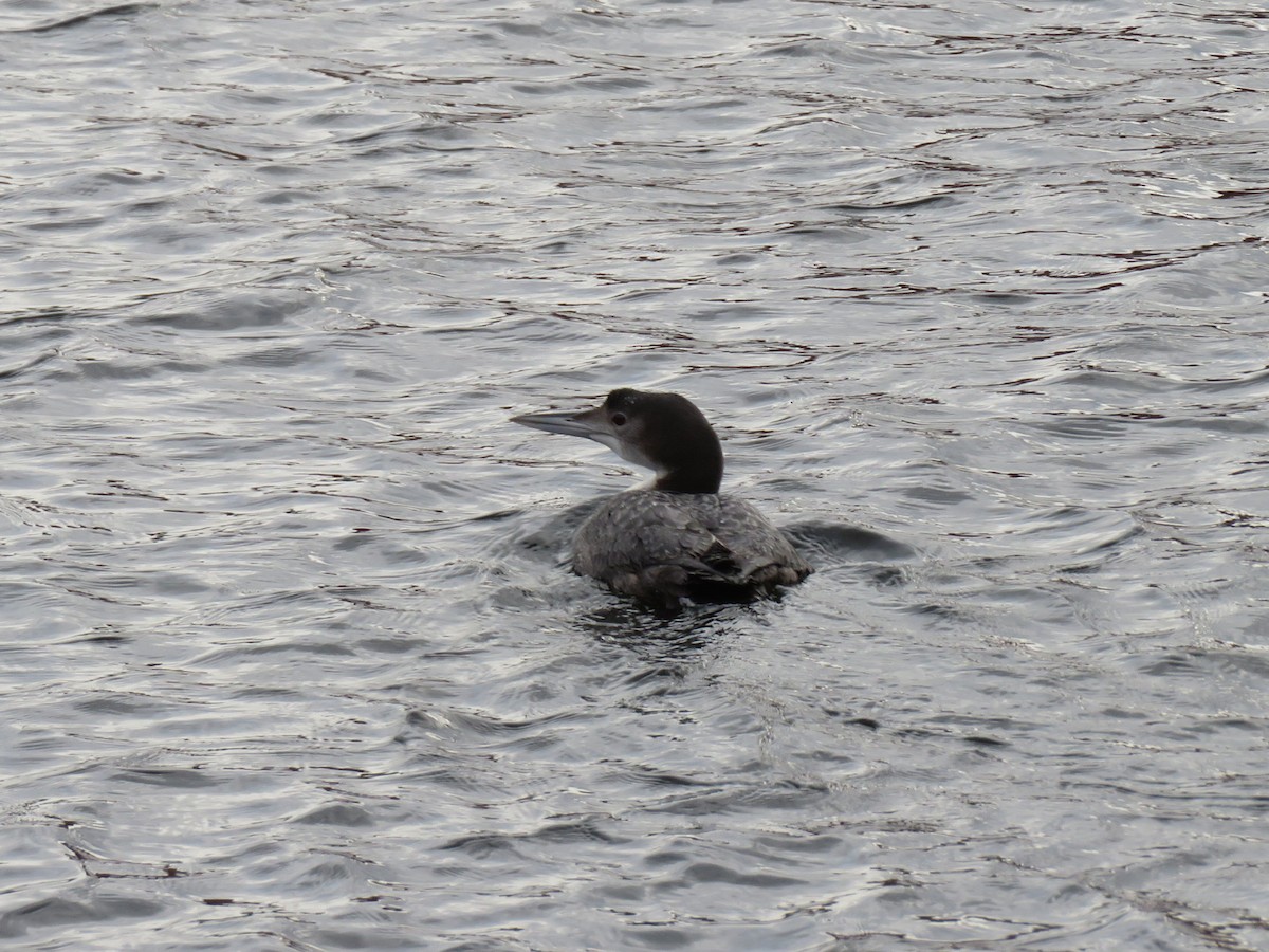 Plongeon huard - ML304593601