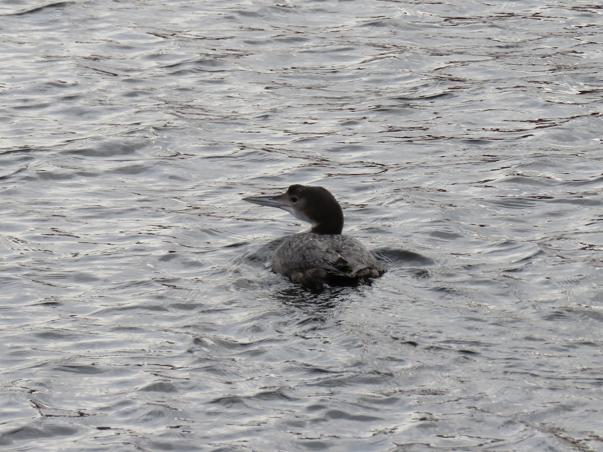 Common Loon - ML304593601