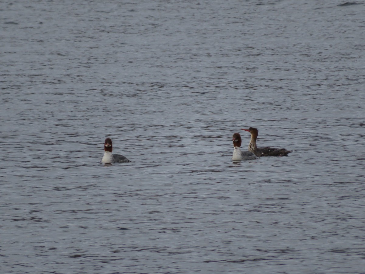 Red-breasted Merganser - ML304593631