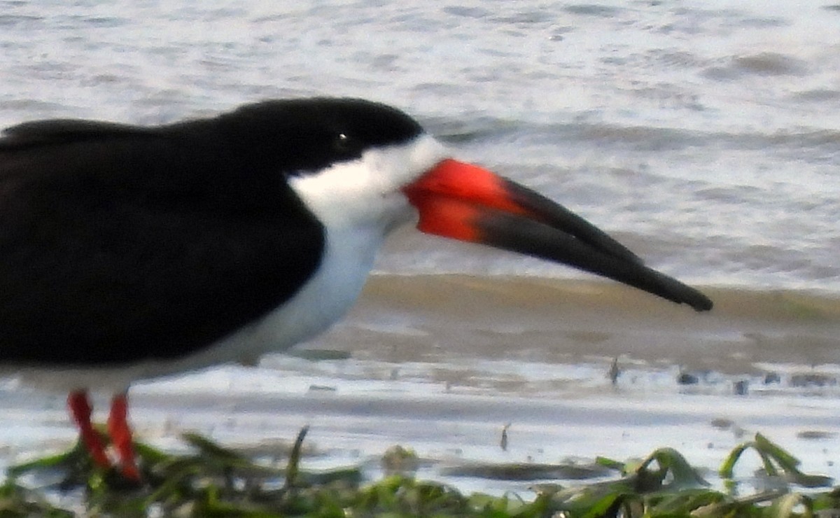 Black Skimmer - ML304594171