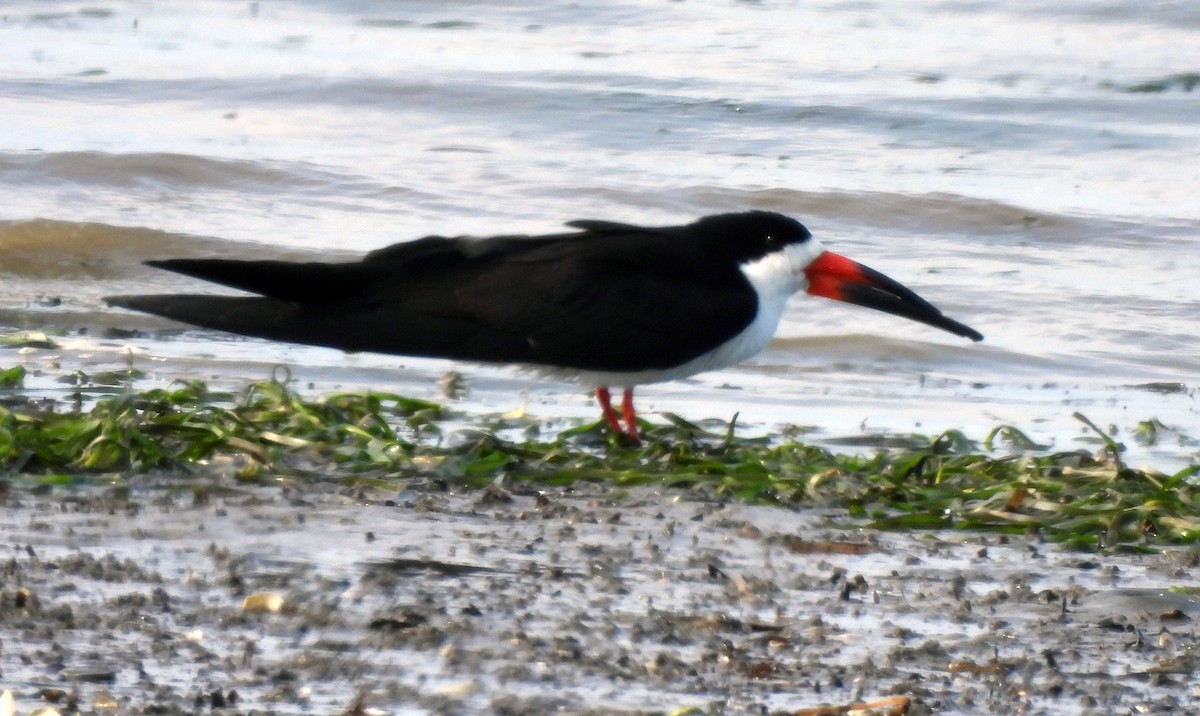 Black Skimmer - Ralph Bucher