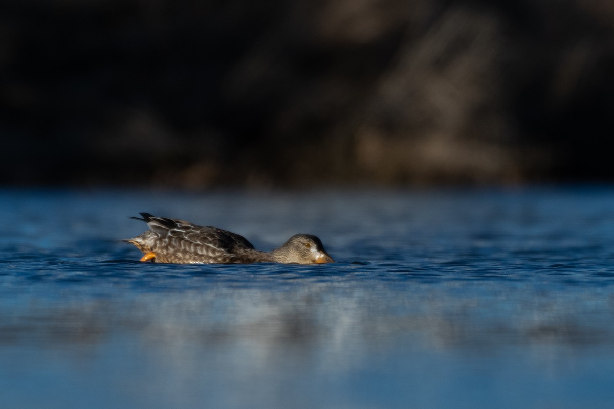 Northern Shoveler - ML304594261