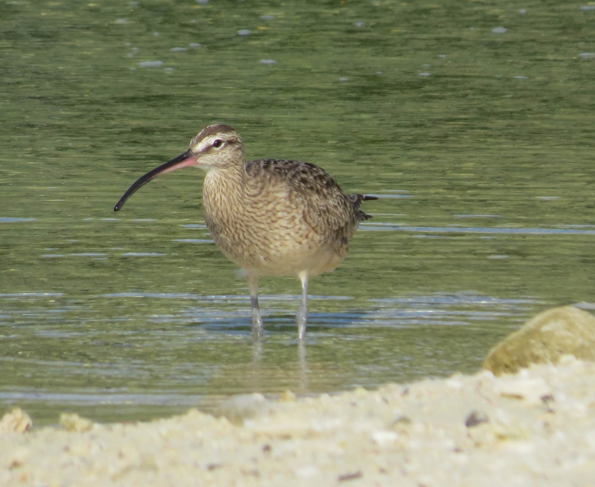 Courlis corlieu (hudsonicus) - ML304595111