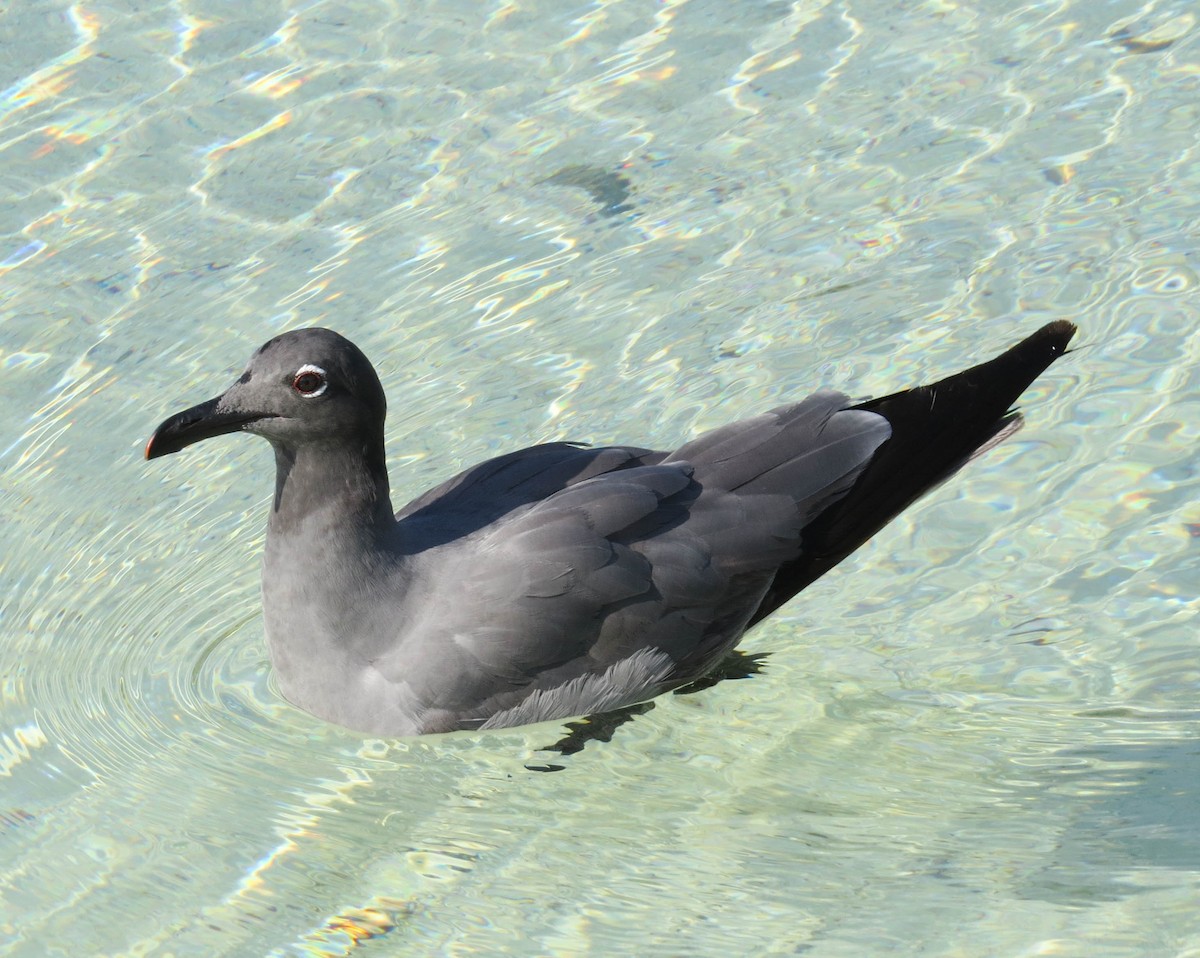 Lava Gull - ML304595641