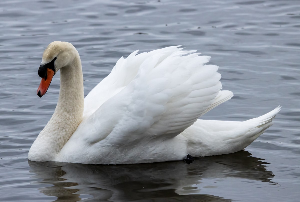 Mute Swan - Kalpesh Krishna
