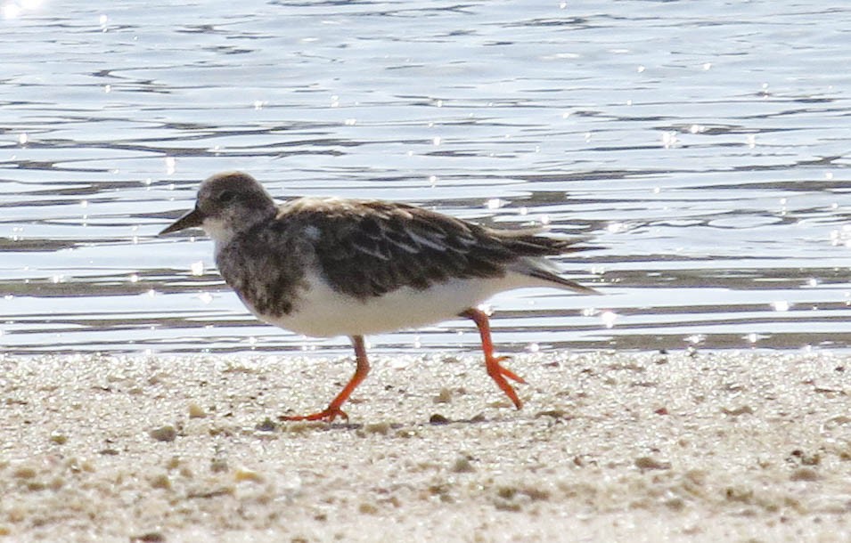 Ruddy Turnstone - ML304595771