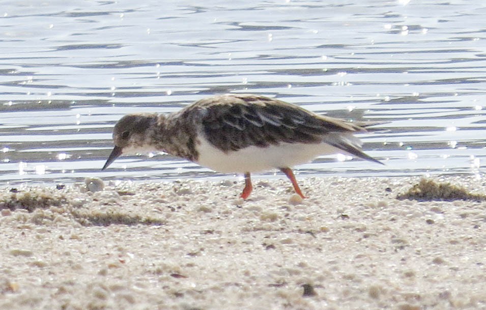 Ruddy Turnstone - ML304595781