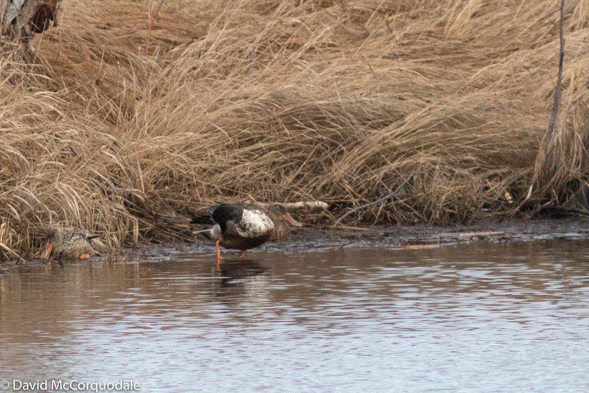 Northern Shoveler - ML304596521