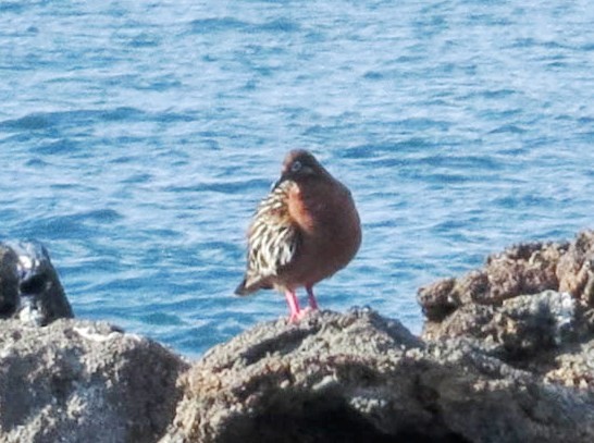 Galapagos Dove - ML304596931