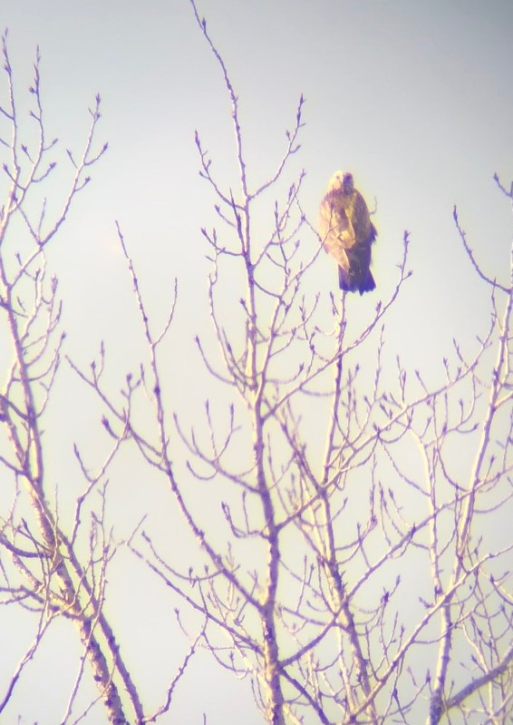 Rough-legged Hawk - ML304598841