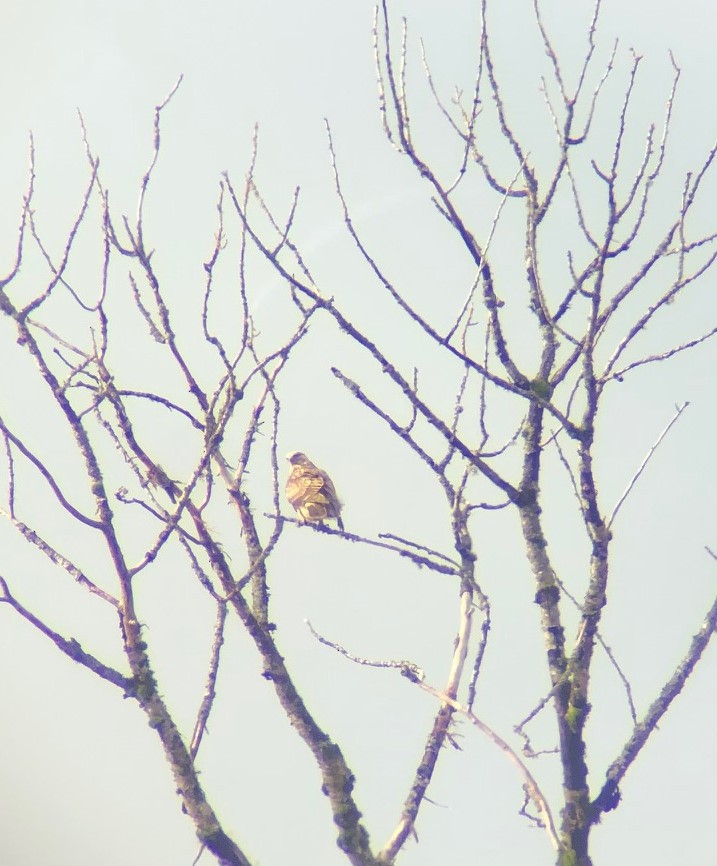 Rough-legged Hawk - ML304598851