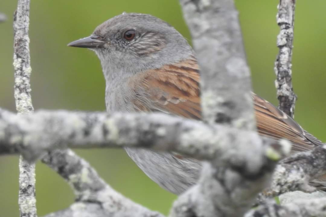 Dunnock - ML304599781