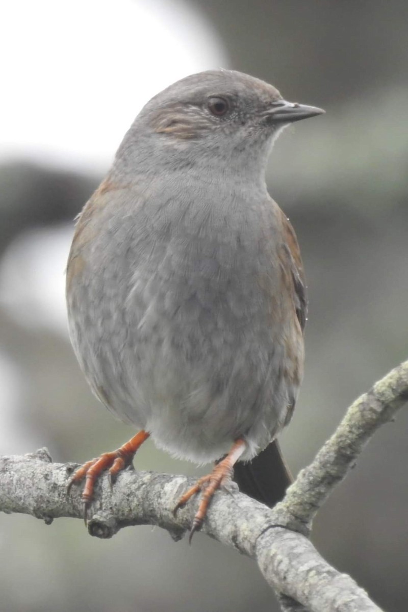 Dunnock - ML304599801