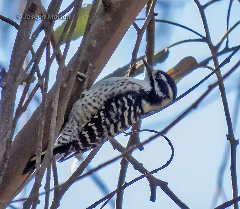 Nuttall's Woodpecker - Joseph Morlan