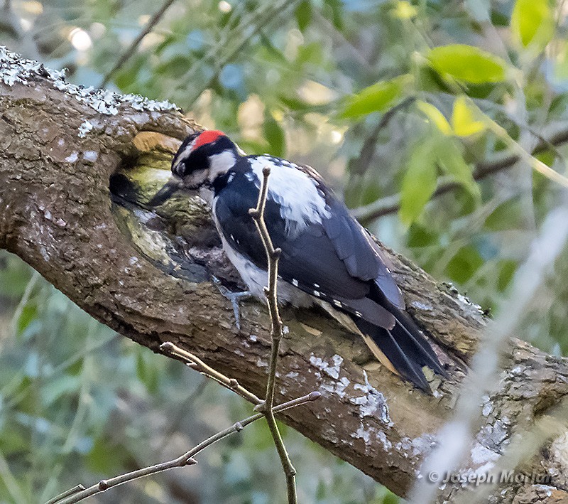 Hairy Woodpecker - Joseph Morlan