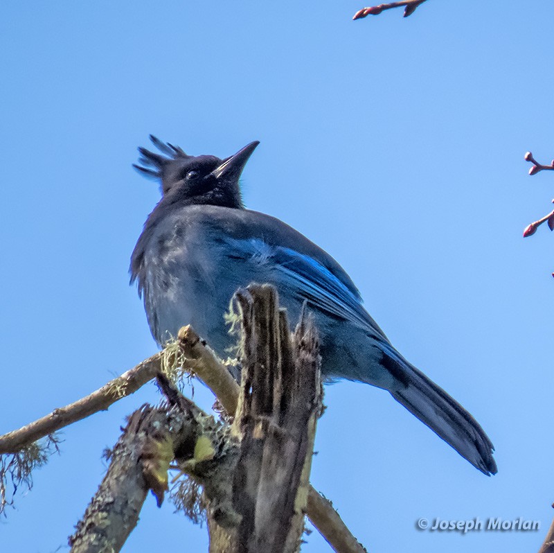 Steller's Jay - ML304600221