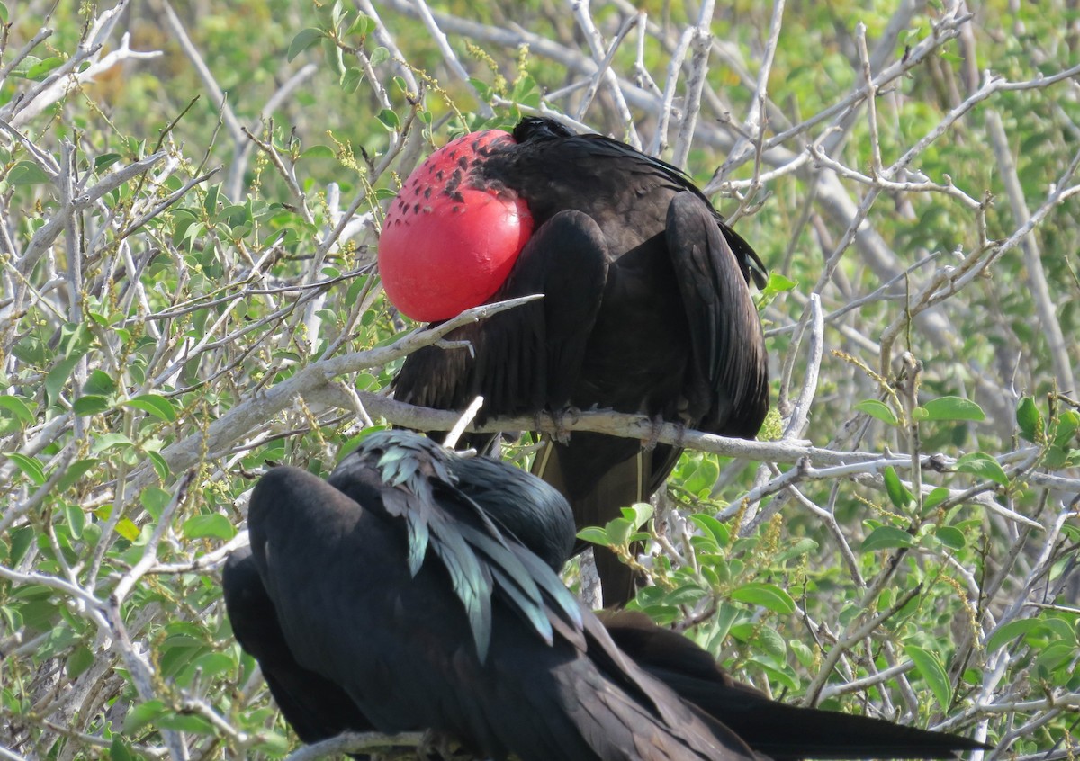 Great Frigatebird - ML304600501